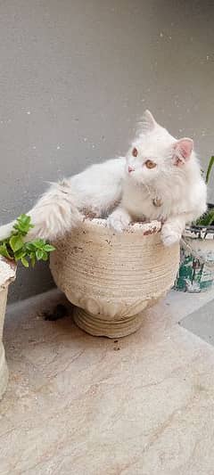 5 month old white male cat for sale Whatsapp num. . . 03424077042