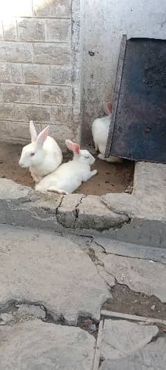 Rabbits for Sale in Pakistan