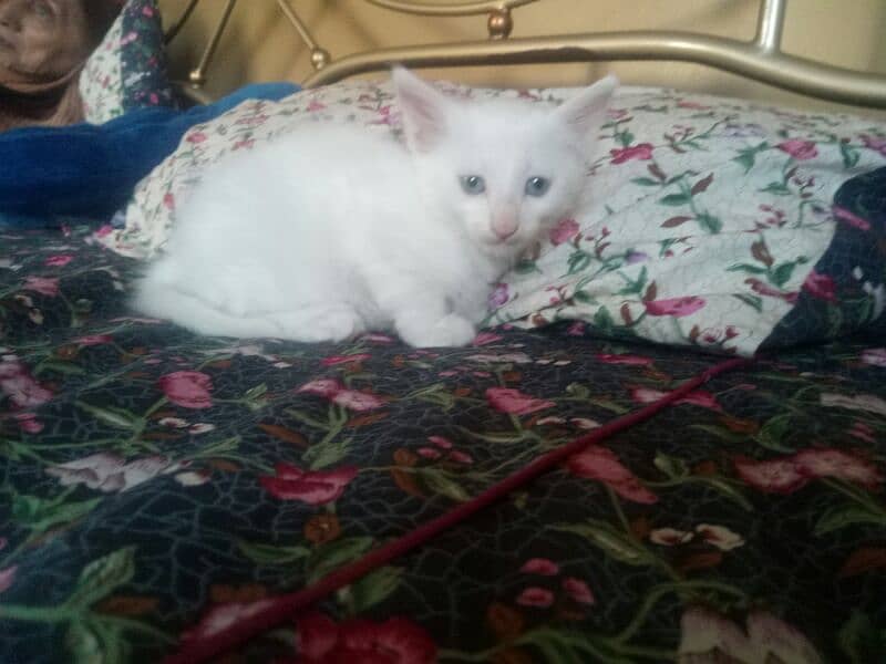 one pure white female one colour full male persion kitten available 1