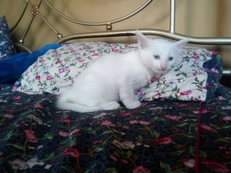 one pure white female one colour full male persion kitten available 2