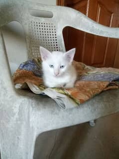one pure white female one colour full male persion kitten available