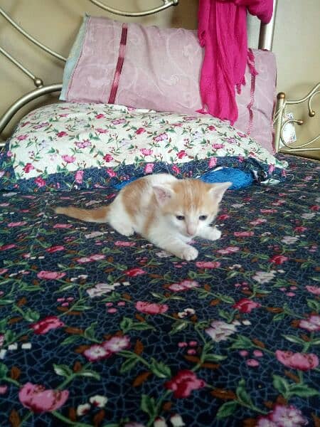 one pure white female one colour full male persion kitten available 4