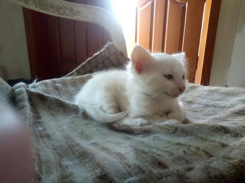 one pure white female one colour full male persion kitten available 5