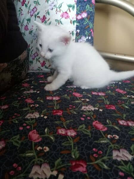 one pure white female one colour full male persion kitten available 6