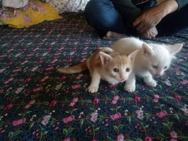 one pure white female one colour full male persion kitten available 7