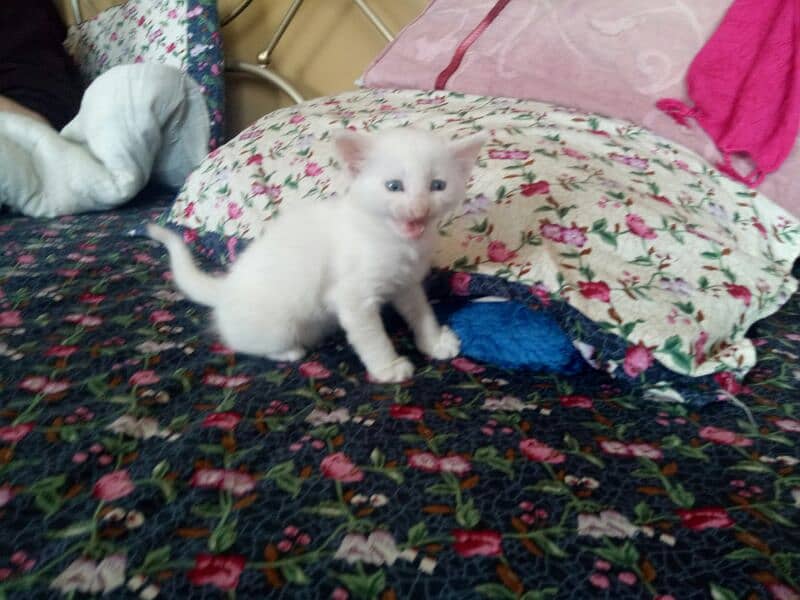 one pure white female one colour full male persion kitten available 8