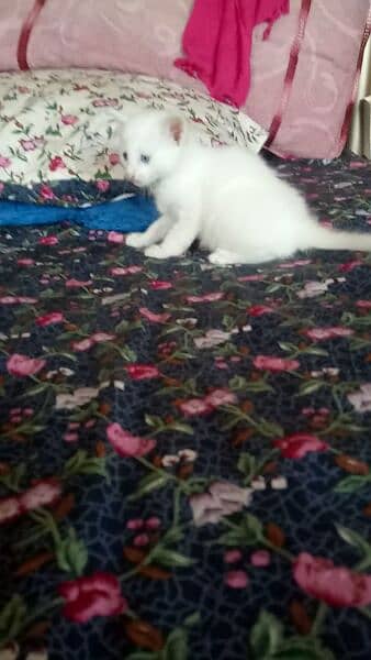 one pure white female one colour full male persion kitten available 9