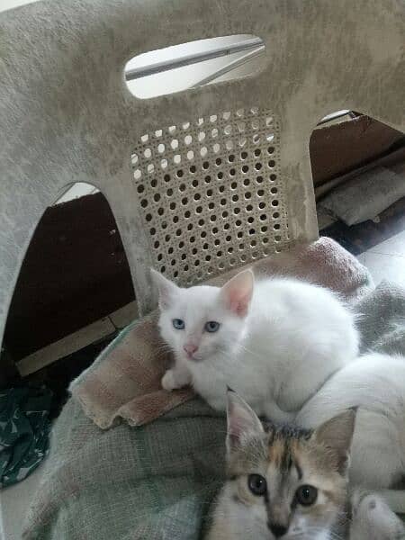 one pure white female one colour full male persion kitten available 10