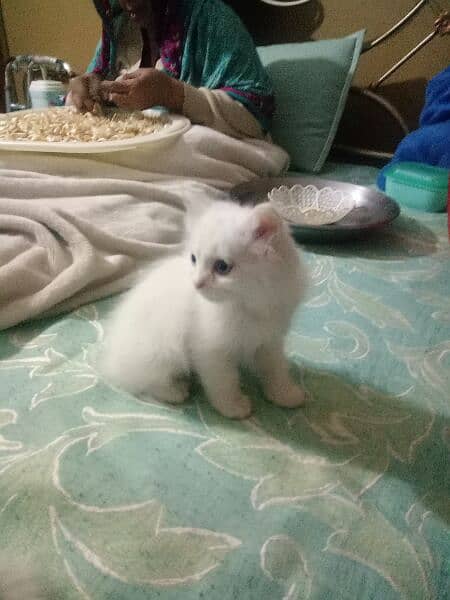 one pure white female one colour full male persion kitten available 12