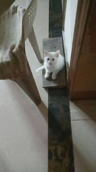 one pure white female one colour full male persion kitten available 13