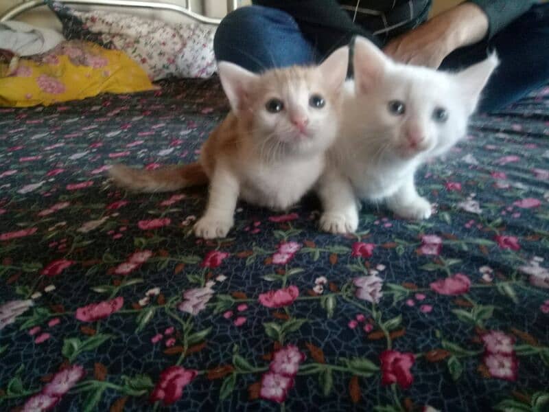 one pure white female one colour full male persion kitten available 14