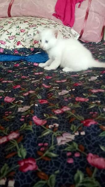 one pure white female one colour full male persion kitten available 15