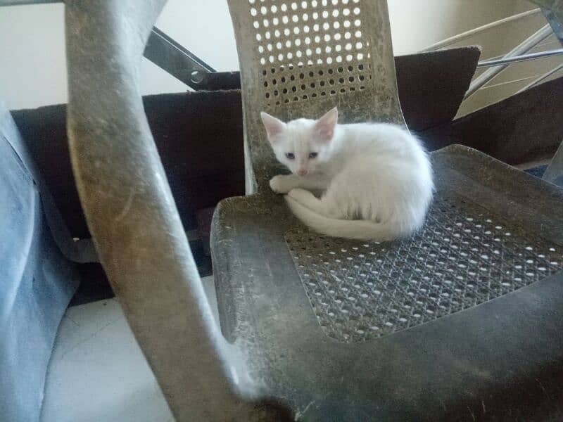 one pure white female one colour full male persion kitten available 16