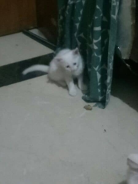 one pure white female one colour full male persion kitten available 17
