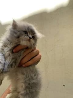 persian Kitten 0