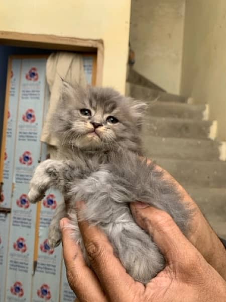 persian Kitten 2