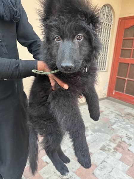 Black Shepherd - Pedigree (Poland) 3