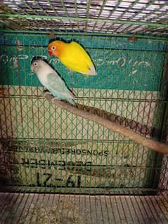 personata love birds