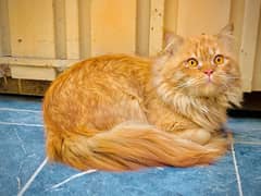 persian male breeder cat for sale