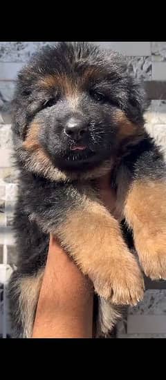 one of the best pups in Pakistan 0