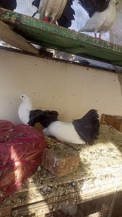 blacktail kaboter pair black tail pigeon 0