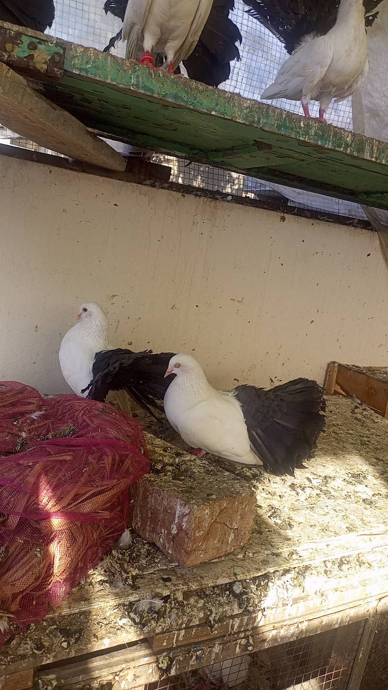 blacktail kaboter pair black tail pigeon 1