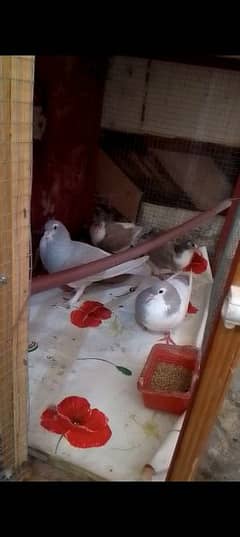 Breeders Pigeon Pairs & Single For Sale