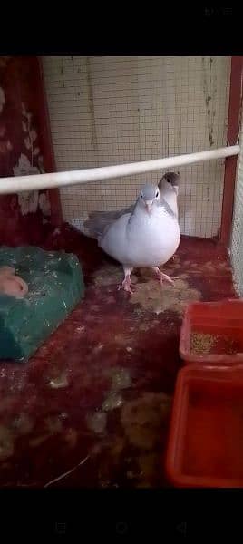 Breeders Pigeon Pairs & Single For Sale 1