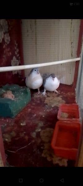 Breeders Pigeon Pairs & Single For Sale 2