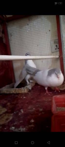 Breeders Pigeon Pairs & Single For Sale 3