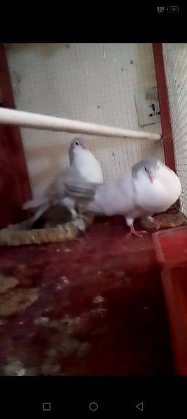 Breeders Pigeon Pairs & Single For Sale 4