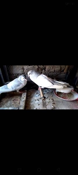 Breeders Pigeon Pairs & Single For Sale 5