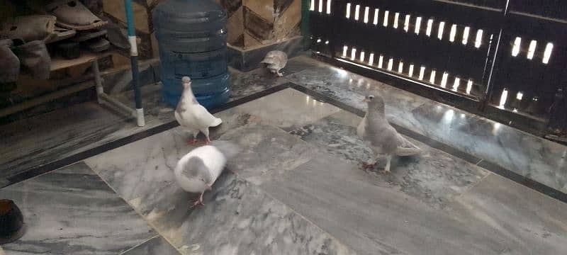Breeders Pigeon Pairs & Single For Sale 7