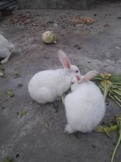 white rabbits 0