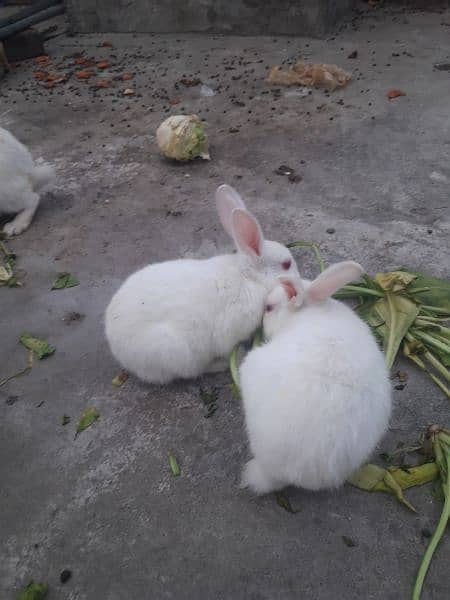 white rabbits 0
