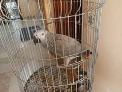 teamed gray parrot
