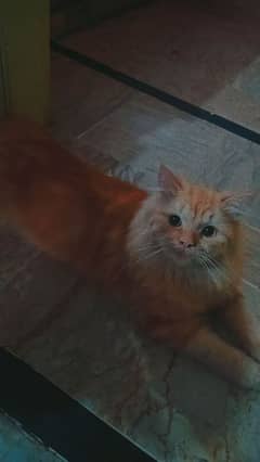 8 months old , his name is tiger. i hv more cats if u want.