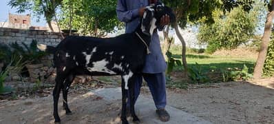 Amber sari beetal goat
