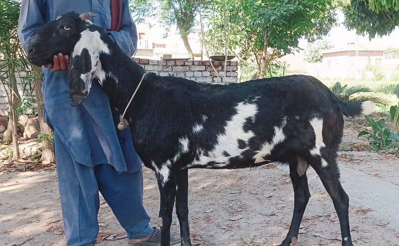 Amber sari beetal goat 1