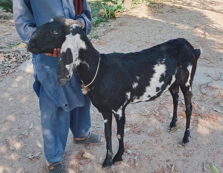 Amber sari beetal goat 2
