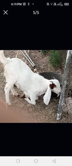 female gaban goat for sale 1 year age HD 03122202268