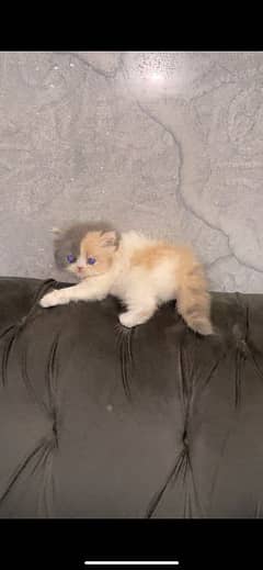 Beautiful & Rare Van Calico Color Female Kitten Available For New Home