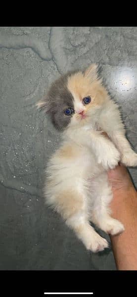 Beautiful & Rare Van Calico Color Female Kitten Available For New Home 2