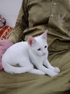 Trained Turkish Angora Cat with odd eyes