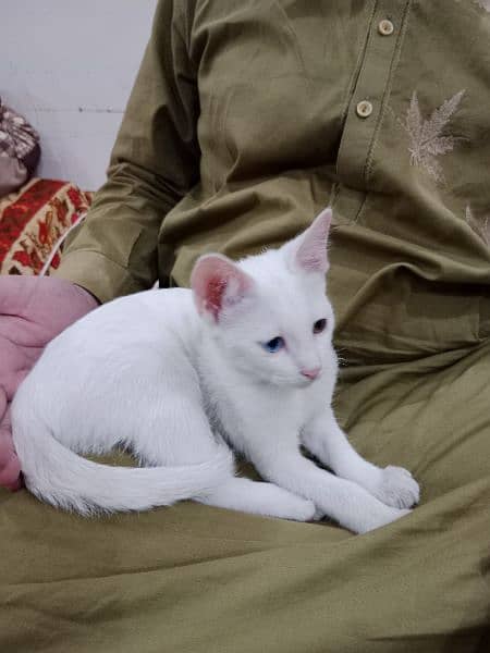 Trained Turkish Angora Cat with odd eyes 0