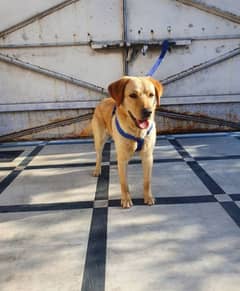 Labrador retriever high quality male full  urgent sale contact faster 0