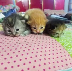 3 Pure Persian triple coated kittens with mother