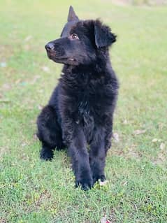 Extreme quality black puppies pink pedigree jatt black and black &