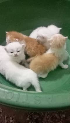 cat babies
