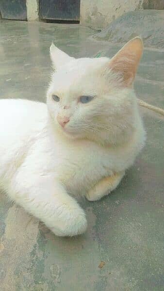blue eyes cat Russian breed white full colour 0